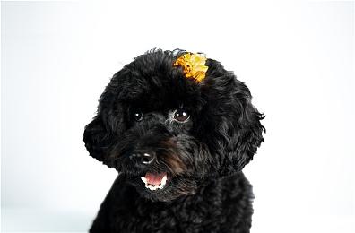 RTX 4090浮点性能首次突破100万亿次大关